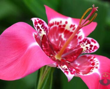 Amazing Purple Tiger Face Flower Seeds