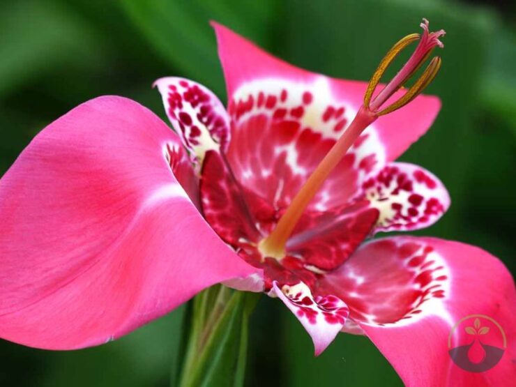 Amazing Purple Tiger Face Flower Seeds