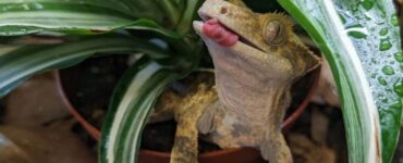 Are Pothos Safe for Geckos