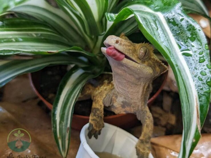 Are Pothos Safe for Geckos