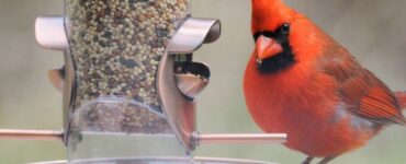 Best Bird Feeder for Cardinals