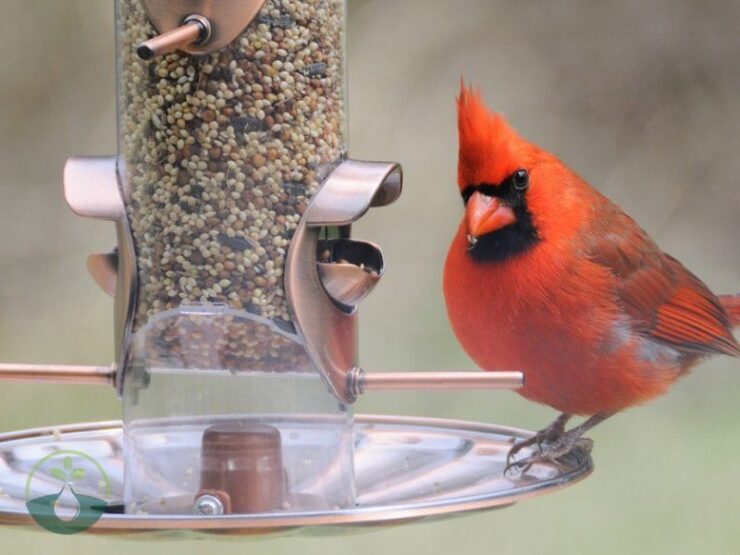 Best Bird Feeder for Cardinals