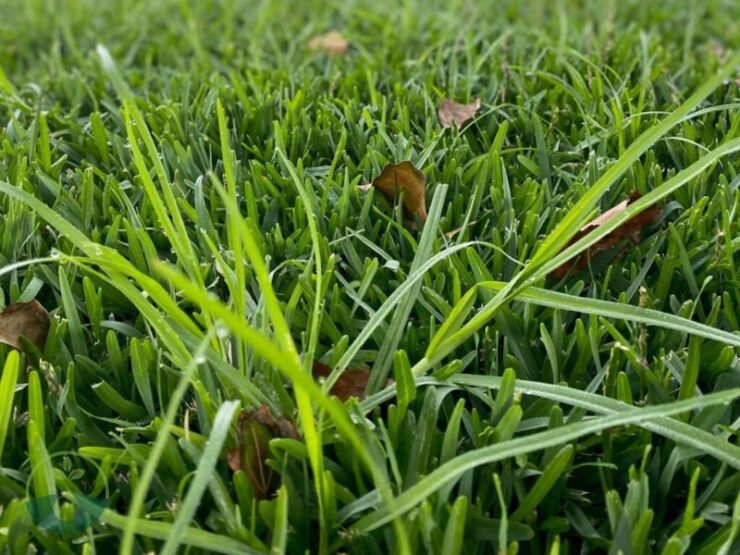 Boreal Alopecurus Taking Over My Lawn How to Get Rid