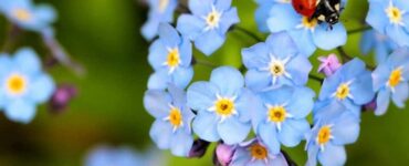 Can Forget Me Not Plant Be Planted Hydroponically Indoors