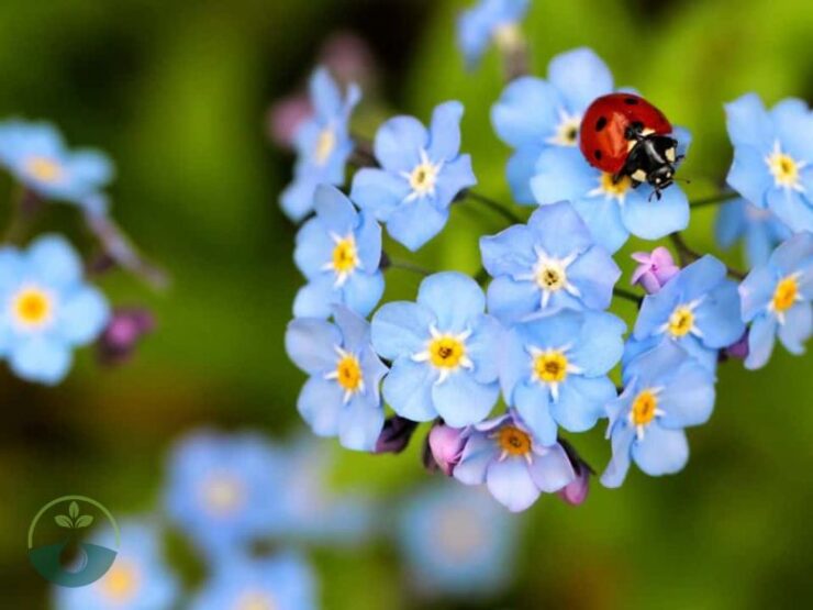 Can Forget Me Not Plant Be Planted Hydroponically Indoors