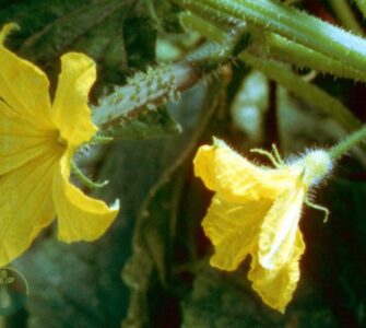 Can the Fruit Behind the Female Cucumber Flower Be Harvested