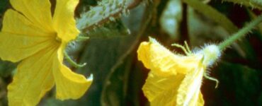 Can the Fruit Behind the Female Cucumber Flower Be Harvested