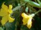 Can the Fruit Behind the Female Cucumber Flower Be Harvested