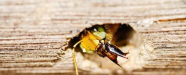 Carpenter Bee Holes