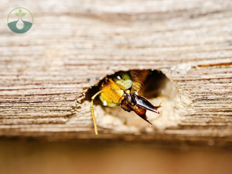 Carpenter Bee Holes