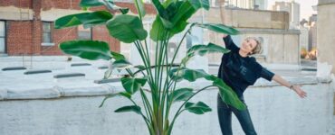 Cost of Bird of Paradise Plant Large