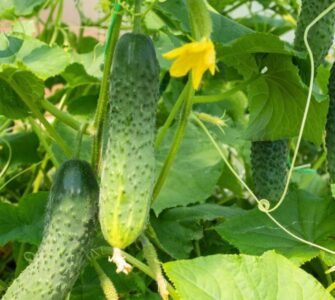 Cucumber Plants Leaves Light Yellow