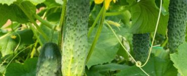 Cucumber Plants Leaves Light Yellow