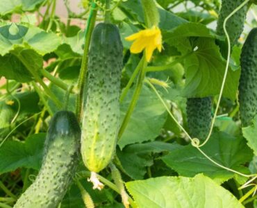 Cucumber Plants Leaves Light Yellow