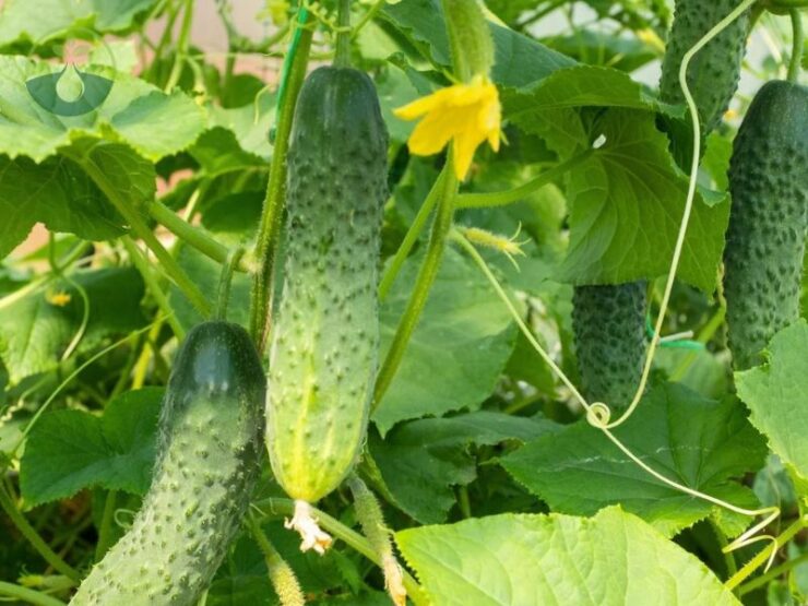 Cucumber Plants Leaves Light Yellow