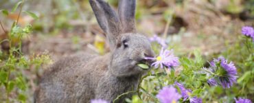 Garden Save Rose From Rabbit