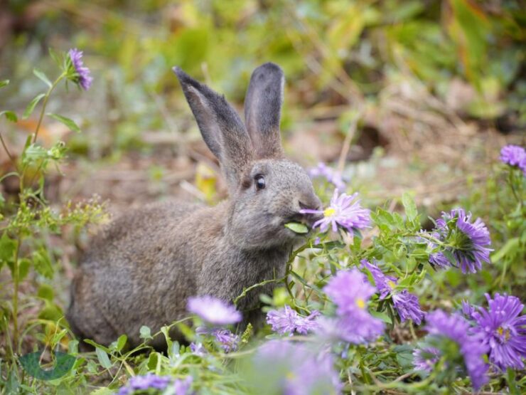 Garden Save Rose From Rabbit