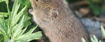 How to Get Rid of Voles/Moles Permanently