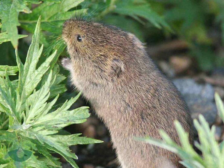 How to Get Rid of Voles/Moles Permanently