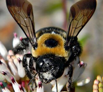 How to Keep Carpenter Bees Away