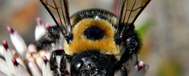 How to Keep Carpenter Bees Away