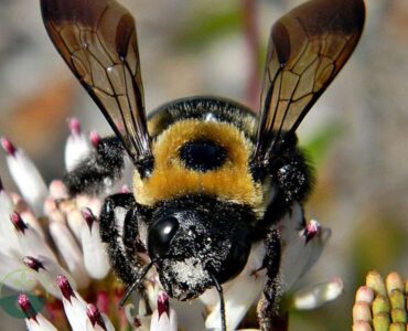 How to Keep Carpenter Bees Away