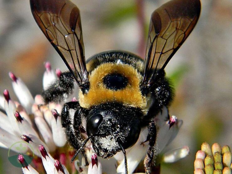 How to Keep Carpenter Bees Away