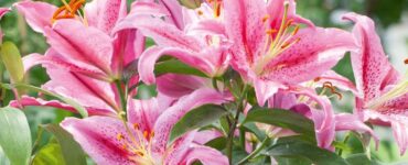 Lillies Slow to Break Ground