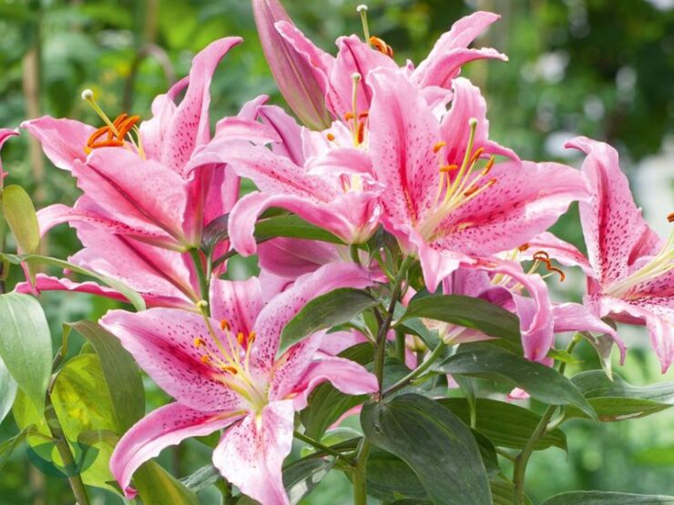 Lillies Slow to Break Ground