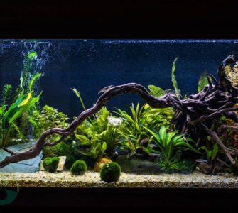 Moss Ball Plant for Fish Tank