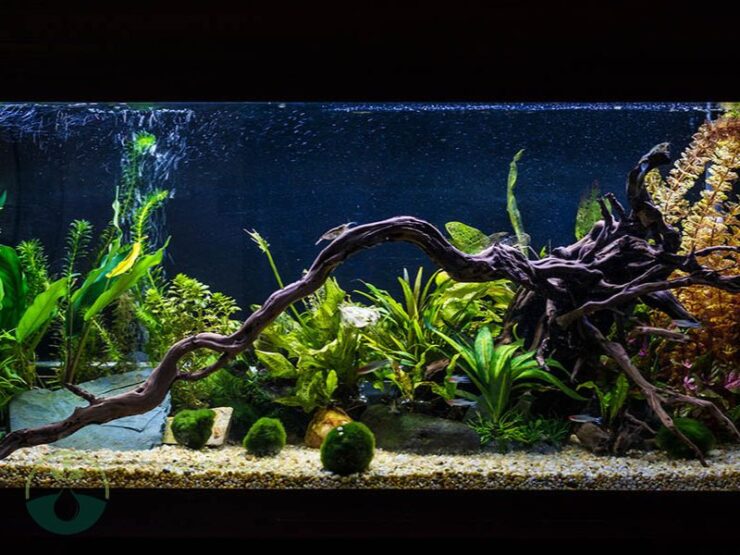 Moss Ball Plant for Fish Tank