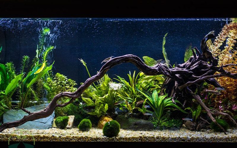 Moss Ball Plant for Fish Tank