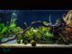 Moss Ball Plant for Fish Tank