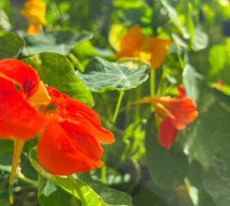 Nasturtium Jewel Mix Time to Sprout