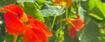 Nasturtium Jewel Mix Time to Sprout