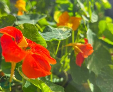 Nasturtium Jewel Mix Time to Sprout