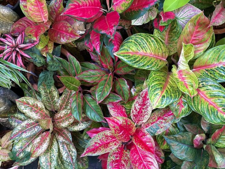 Peace Lily or Chinese Evergreen Flower Differentiate