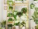 Plant Stand for Hanging Plants