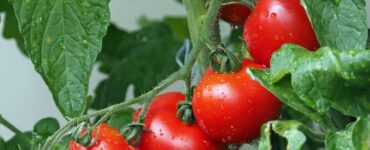 Seed Tomatoes in 9A Texas