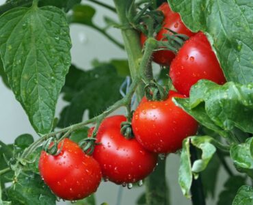 Seed Tomatoes in 9A Texas