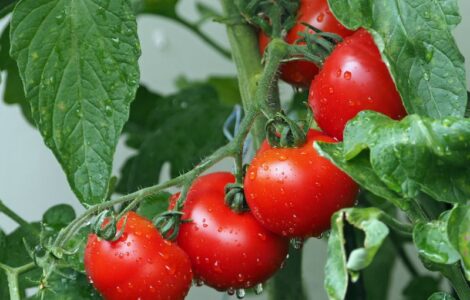 Seed Tomatoes in 9A Texas