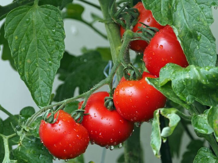 Seed Tomatoes in 9A Texas