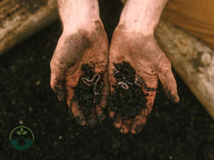 Seeds Popping Out of Soil When Worm Fertilize