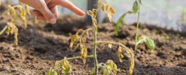 Signs of a Dying Tomato Plant