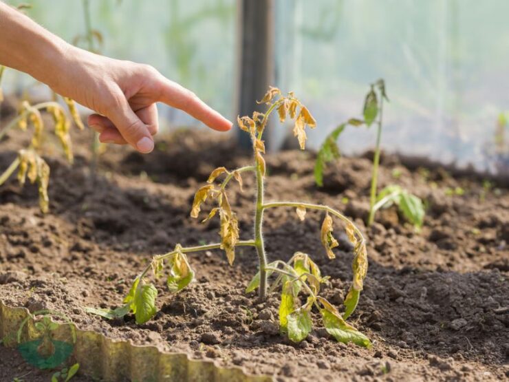 Signs of a Dying Tomato Plant