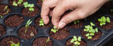 Small Amount of Compost for Seeds