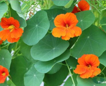 Speed Nasturtium Sprout Time Tennessee