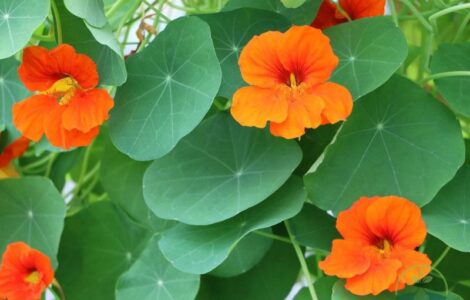 Speed Nasturtium Sprout Time Tennessee