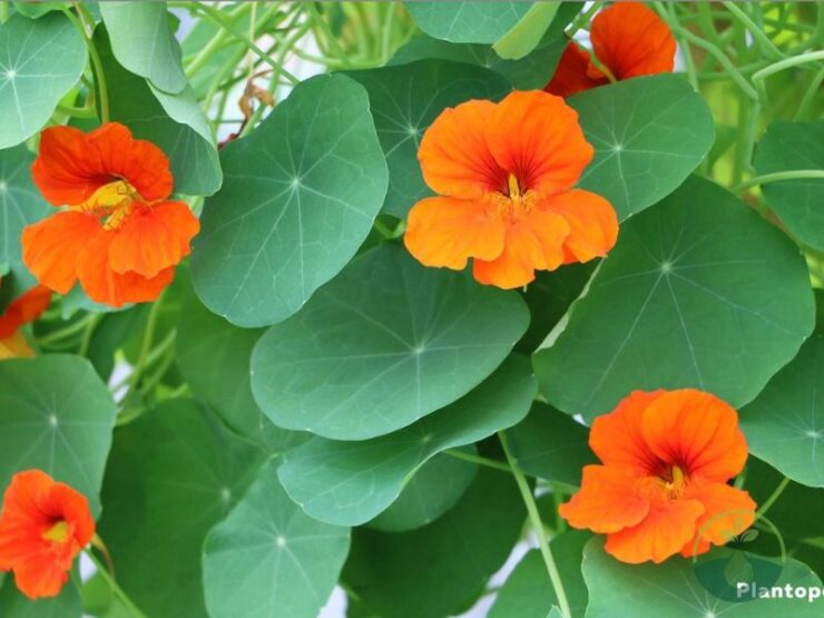 Speed Nasturtium Sprout Time Tennessee