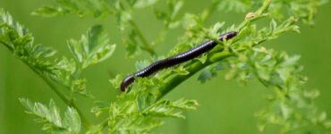 Sticky Bug Insect Killer Houseplant